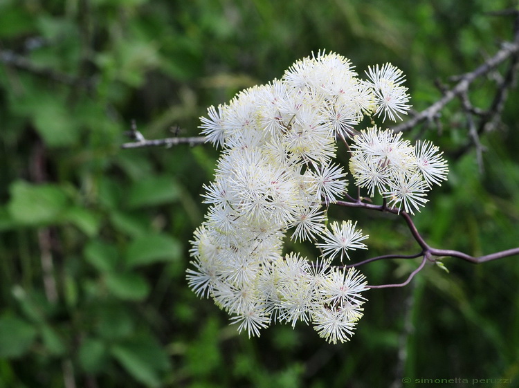 Thalictrum aquilegifolium  / Talittro, Pigamo columbino